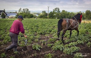 https://peasantartcraft.com/wp-content/uploads/2018/08/Horse-Hoeing-Husbandry-Killing-Weed-1.jpg