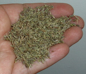 https://upload.wikimedia.org/wikipedia/commons/3/34/Aniseed_held_in_hand.jpg