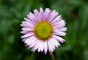 https://upload.wikimedia.org/wikipedia/commons/4/40/Erigeron_Glaucus.jpg