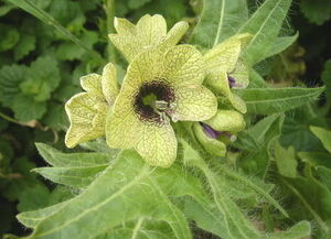 https://upload.wikimedia.org/wikipedia/commons/f/fc/Henbane1.JPG