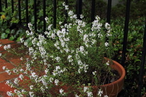 https://upload.wikimedia.org/wikipedia/commons/1/1b/Flowering_thyme.JPG