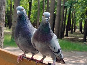 https://img.freepik.com/premium-photo/two-pigeons-one-after-another-closeup-park-background-is-blurry_254257-2157.jpg