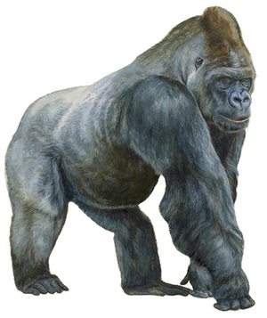 https://upload.wikimedia.org/wikipedia/commons/8/85/Gorila_de_llanura_occidental._Gorilla_gorilla_-_Blanca_Mart%C3%AD_de_Ahumada_%28white_background%29.jpg