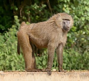 https://upload.wikimedia.org/wikipedia/commons/3/35/Olive_baboon_Ngorongoro.jpg