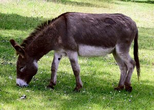 https://upload.wikimedia.org/wikipedia/commons/1/1a/Donkey_in_Clovelly%2C_North_Devon%2C_England.jpg