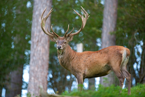 https://en.wikipedia.org/wiki/Red_deer