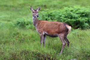 https://en.wikipedia.org/wiki/Red_deer