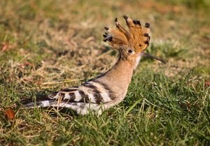 https://en.wikipedia.org/wiki/Hoopoe