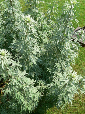 https://en.wikipedia.org/wiki/Artemisia_absinthium