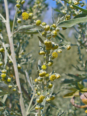 https://en.wikipedia.org/wiki/Artemisia_absinthium