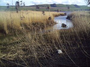 https://en.wikipedia.org/wiki/Reed_(plant)