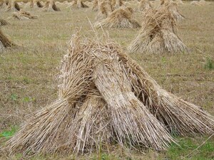 https://en.wikipedia.org/wiki/Sheaf_(agriculture)