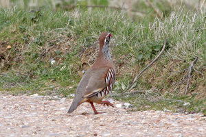 https://en.wikipedia.org/wiki/Partridge