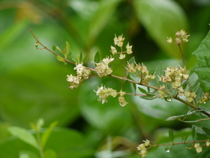 https://en.wikipedia.org/wiki/Lawsonia_inermis