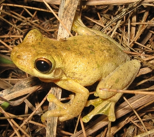 https://en.wikipedia.org/wiki/frog