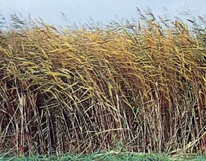 https://www.britannica.com/plant/reed-plant