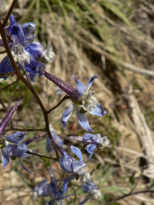 https://en.wikipedia.org/wiki/pedicel_(botany)