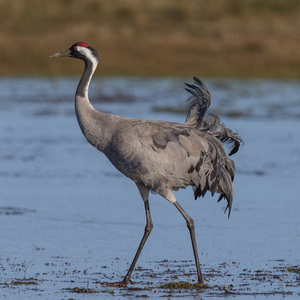 https://en.wikipedia.org/wiki/Common_crane