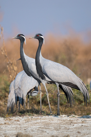 https://en.wikipedia.org/wiki/Demoiselle_crane