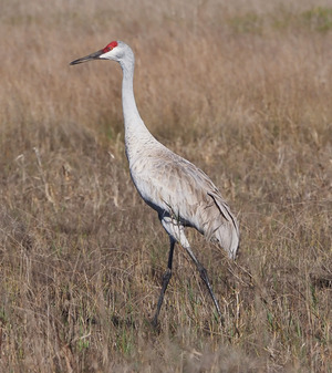 https://en.wikipedia.org/wiki/Crane_(bird)